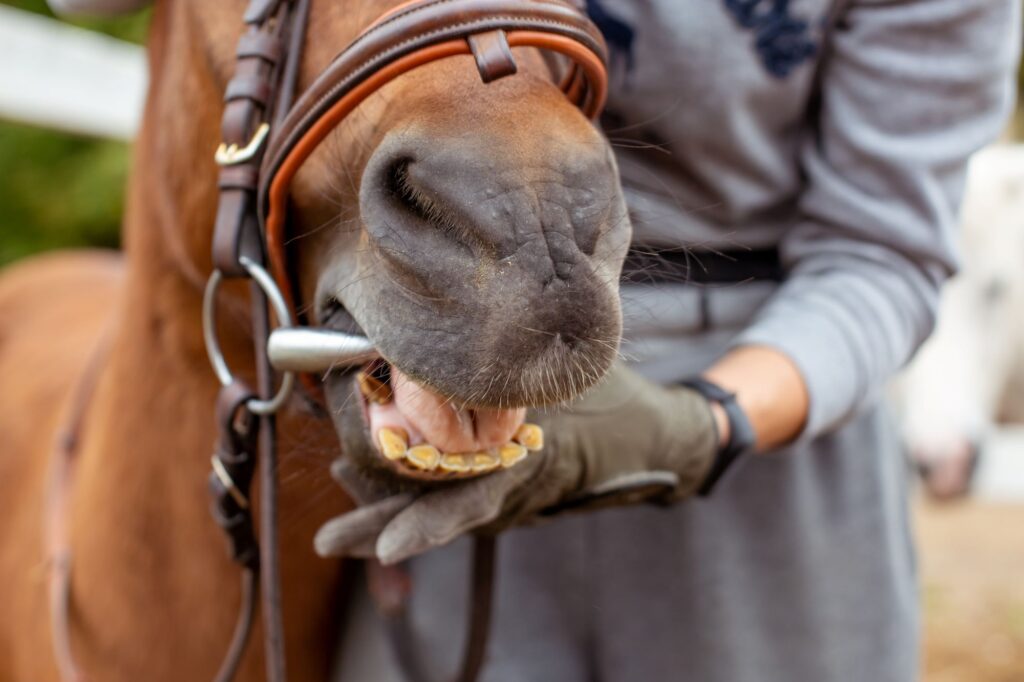 how many teeth do horses have